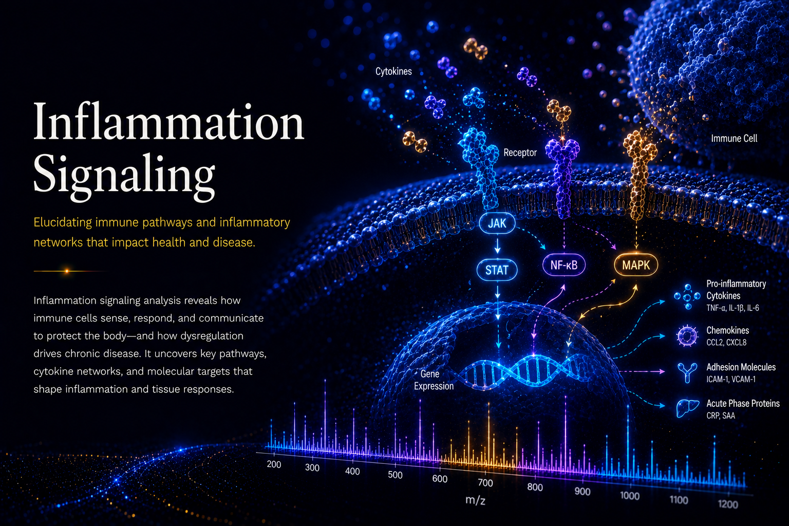 Inflammation Signaling Research